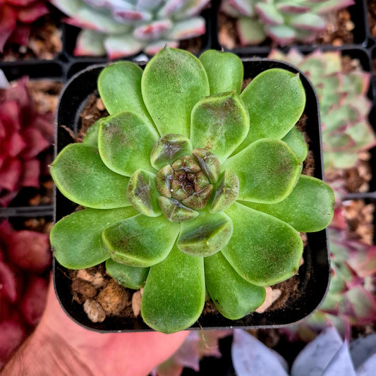 Echeveria "Amethyst"