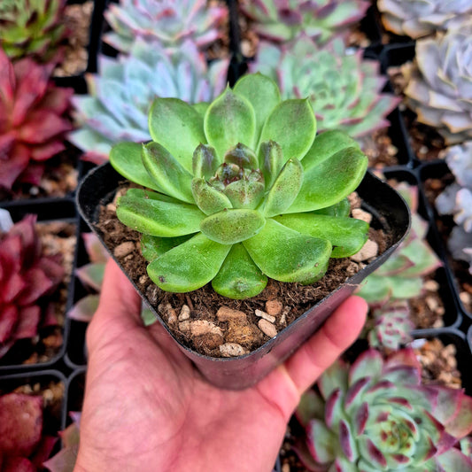Echeveria "Amethyst"