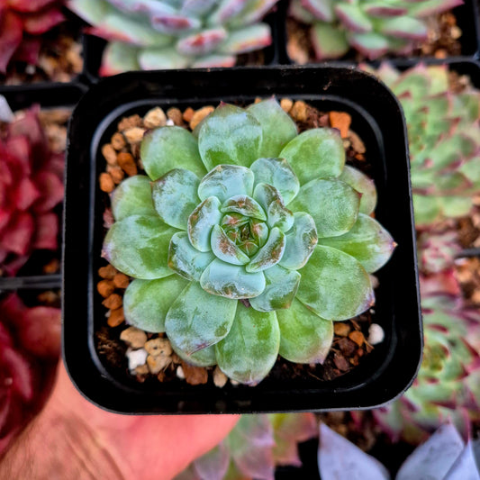 Echeveria "Snow Tower"