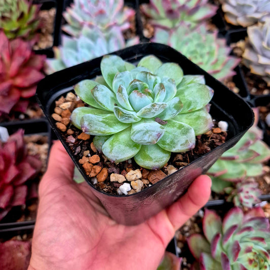 Echeveria "Snow Tower"