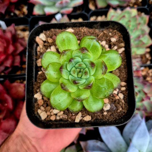 Echeveria "Chonging Forest"