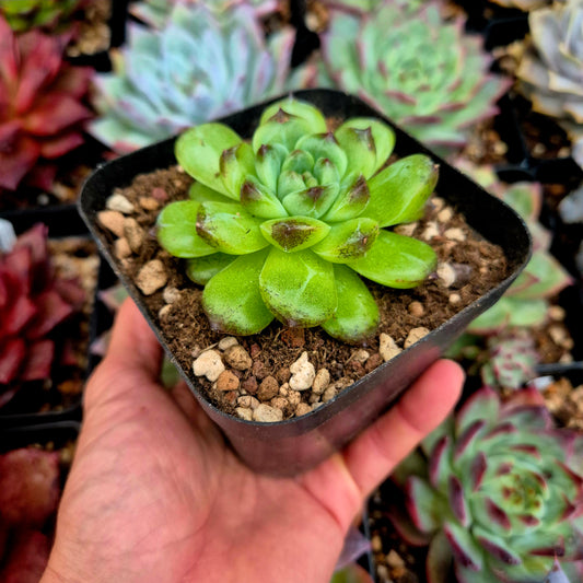 Echeveria "Chonging Forest"