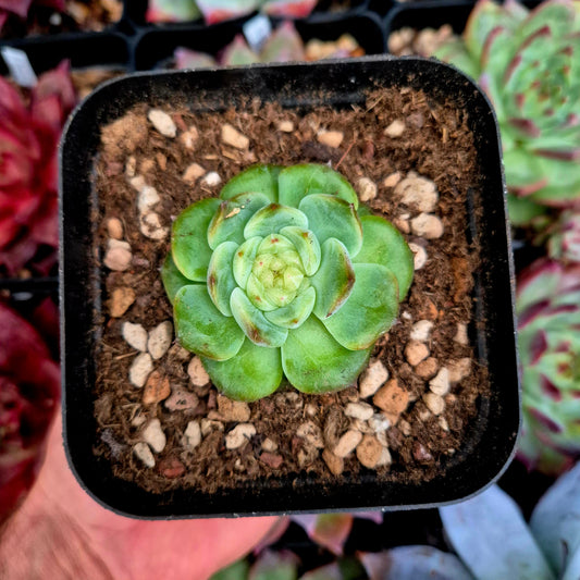 Echeveria "Daiquiri"
