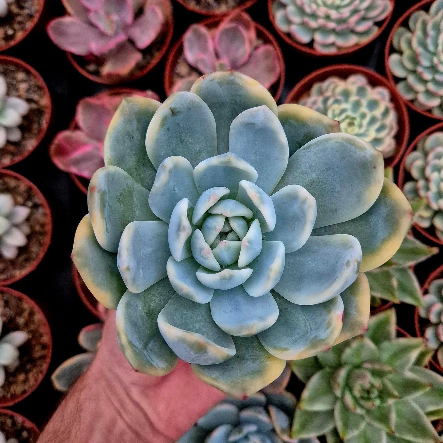 Echeveria "Monroe" variegata