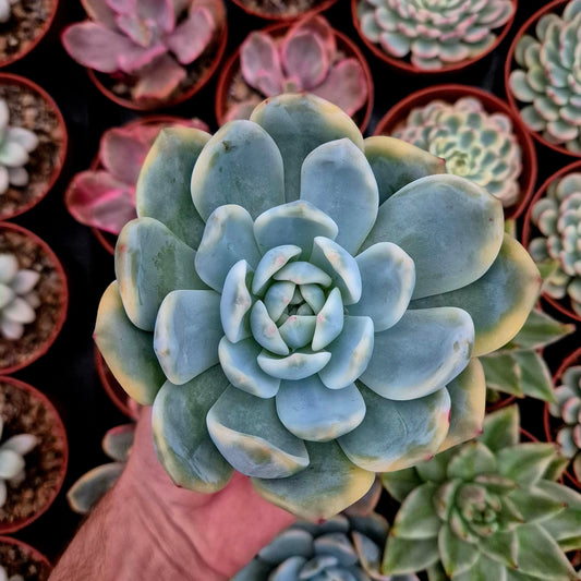 Echeveria "Monroe" variegada