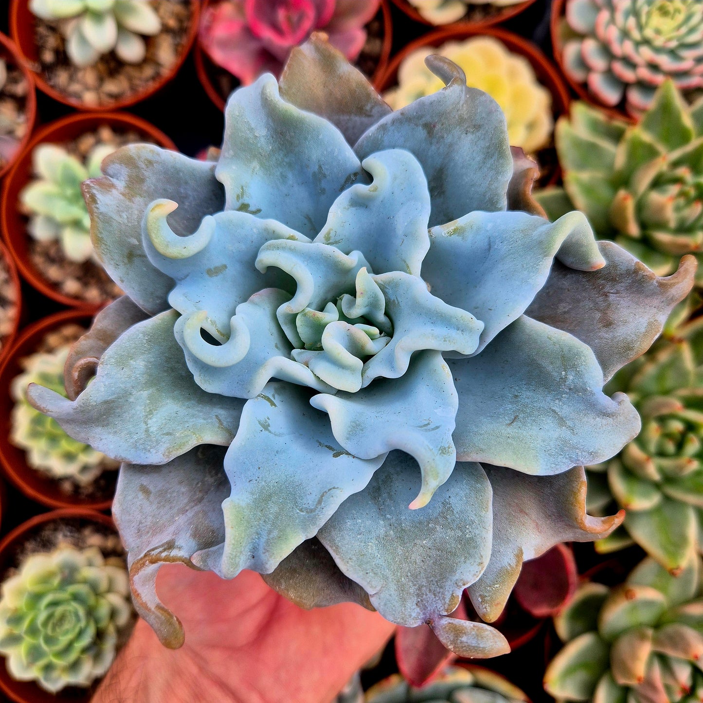 Echeveria "Queen Crown"