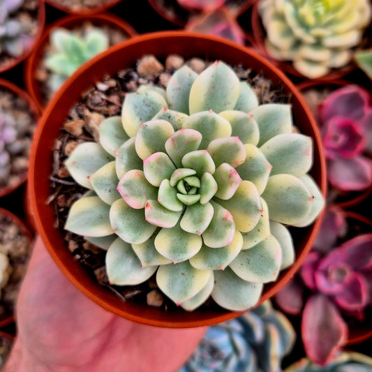 Sedeveria "White Ruby" variegata