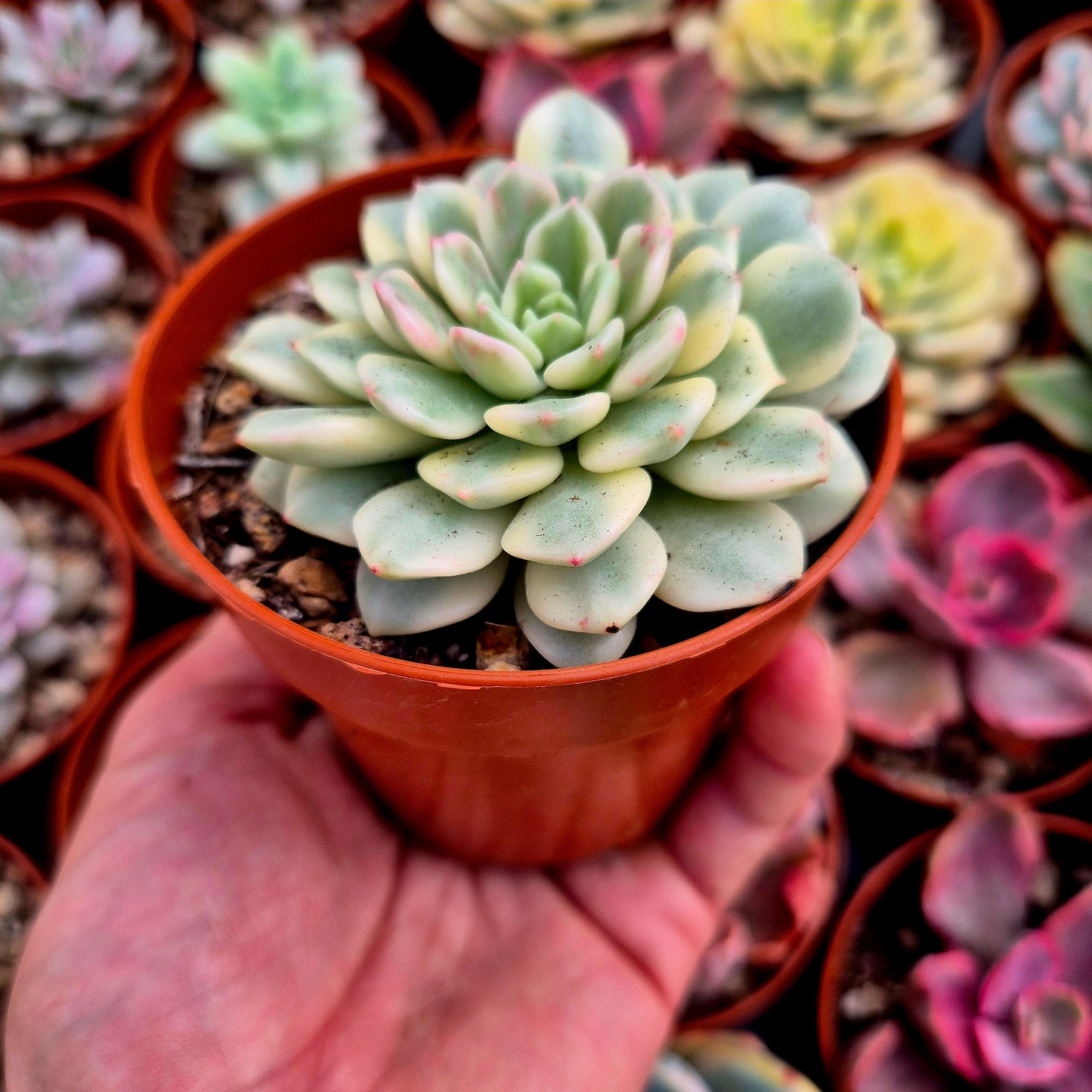 Sedeveria "White Ruby" variegata