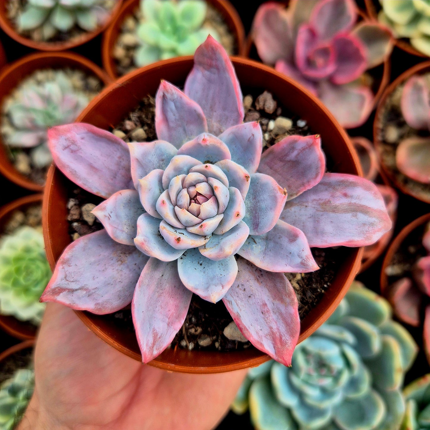 Echeveria "Blue Bird" variegada