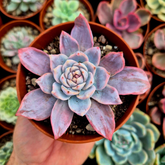 Echeveria "Blue Bird" variegada