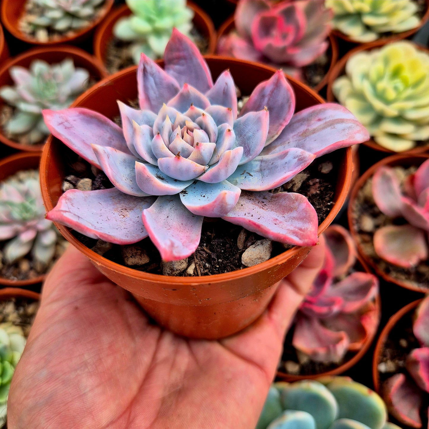 Echeveria "Blue Bird" variegada