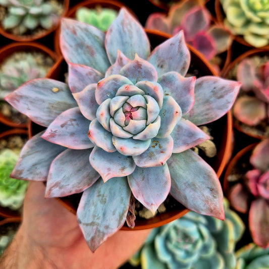 Echeveria "Blue Bird" variegada