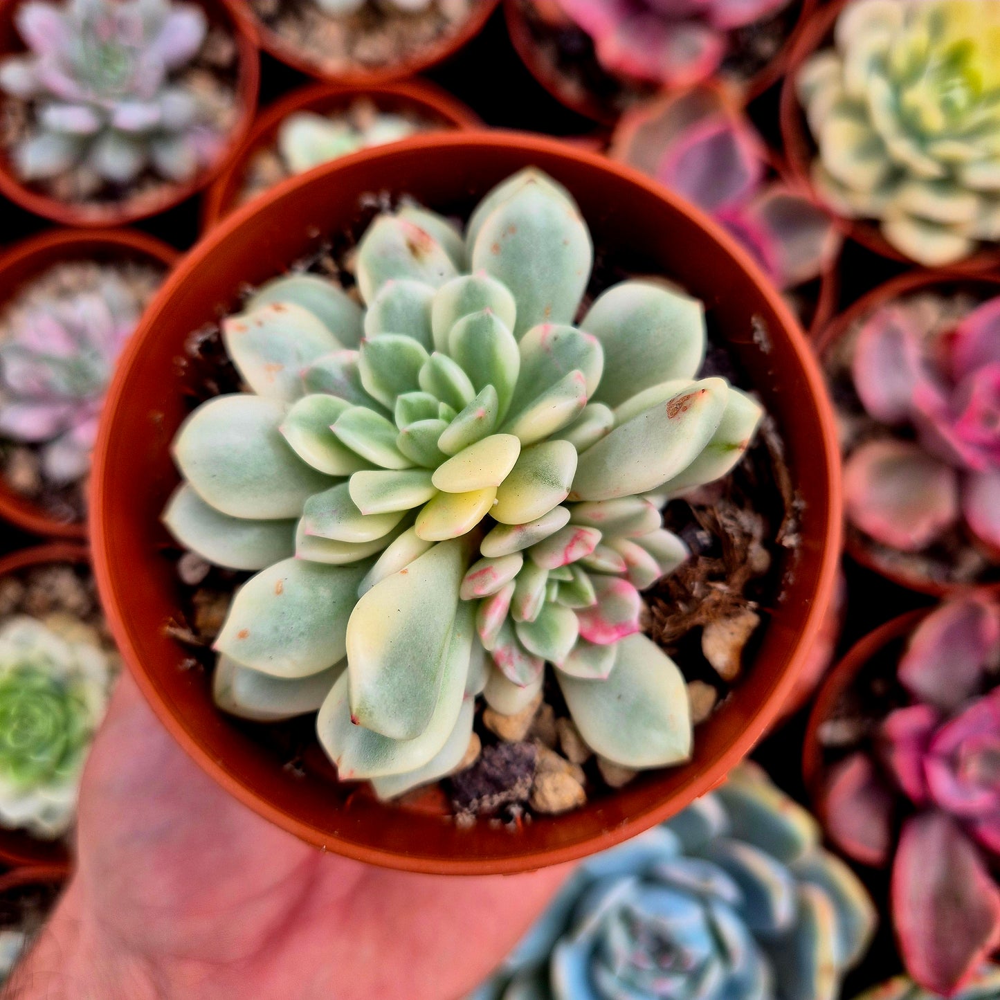 Sedeveria "White Ruby" variegada