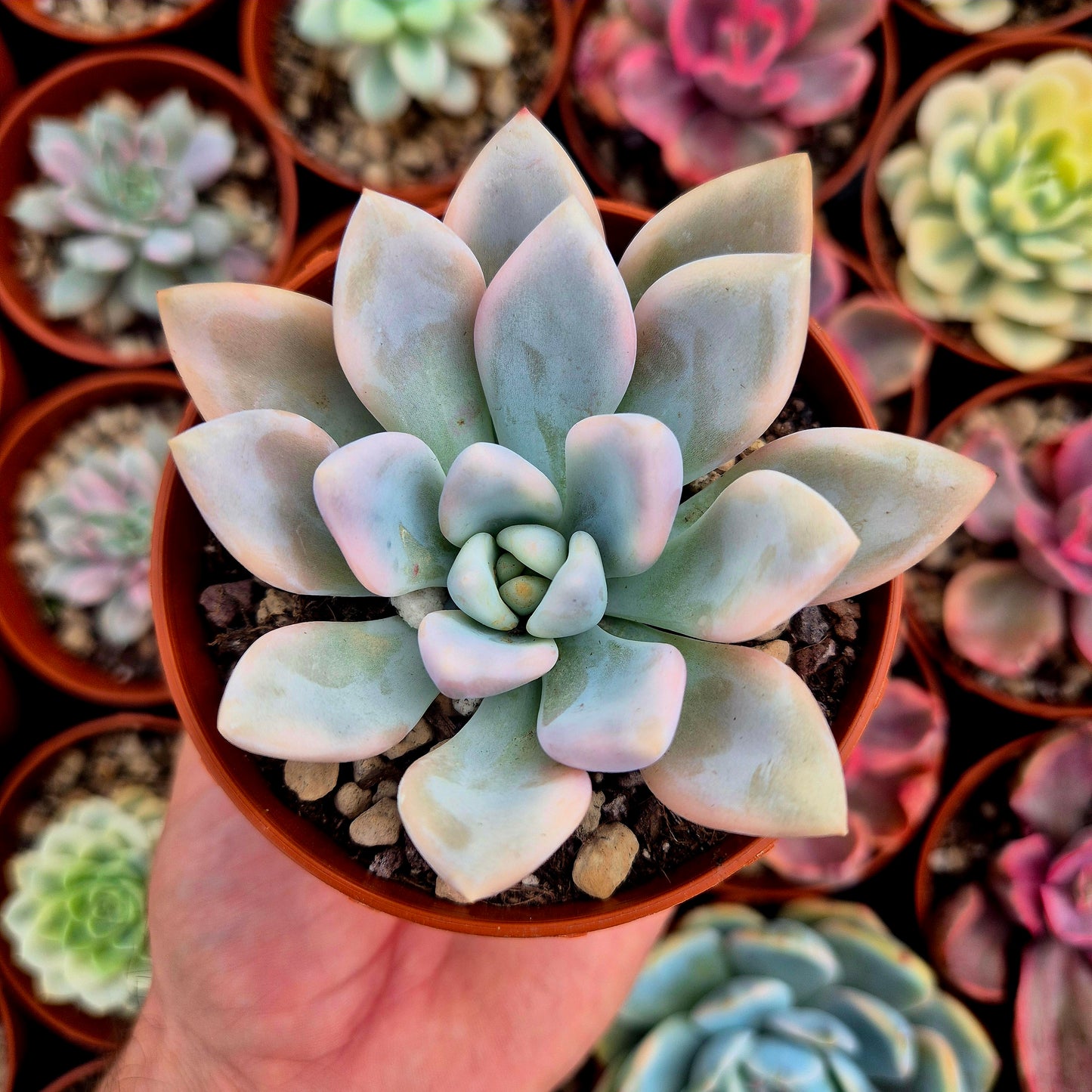 Graptoveria "Opalina" variegada