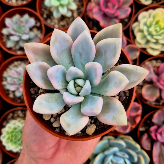 Graptoveria "Opalina" variegada