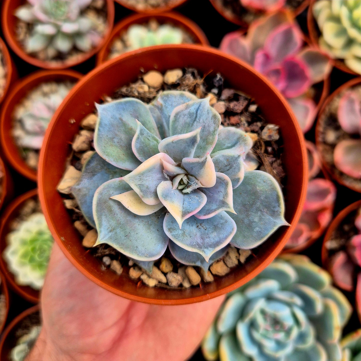Echeveria lilacina variegada