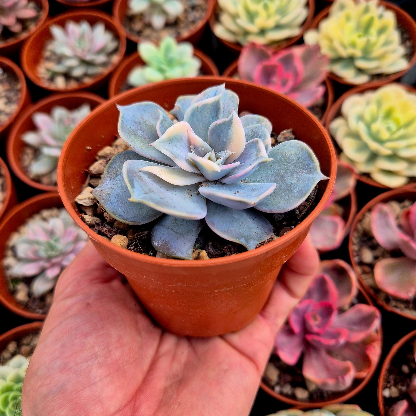 Echeveria lilacina variegada