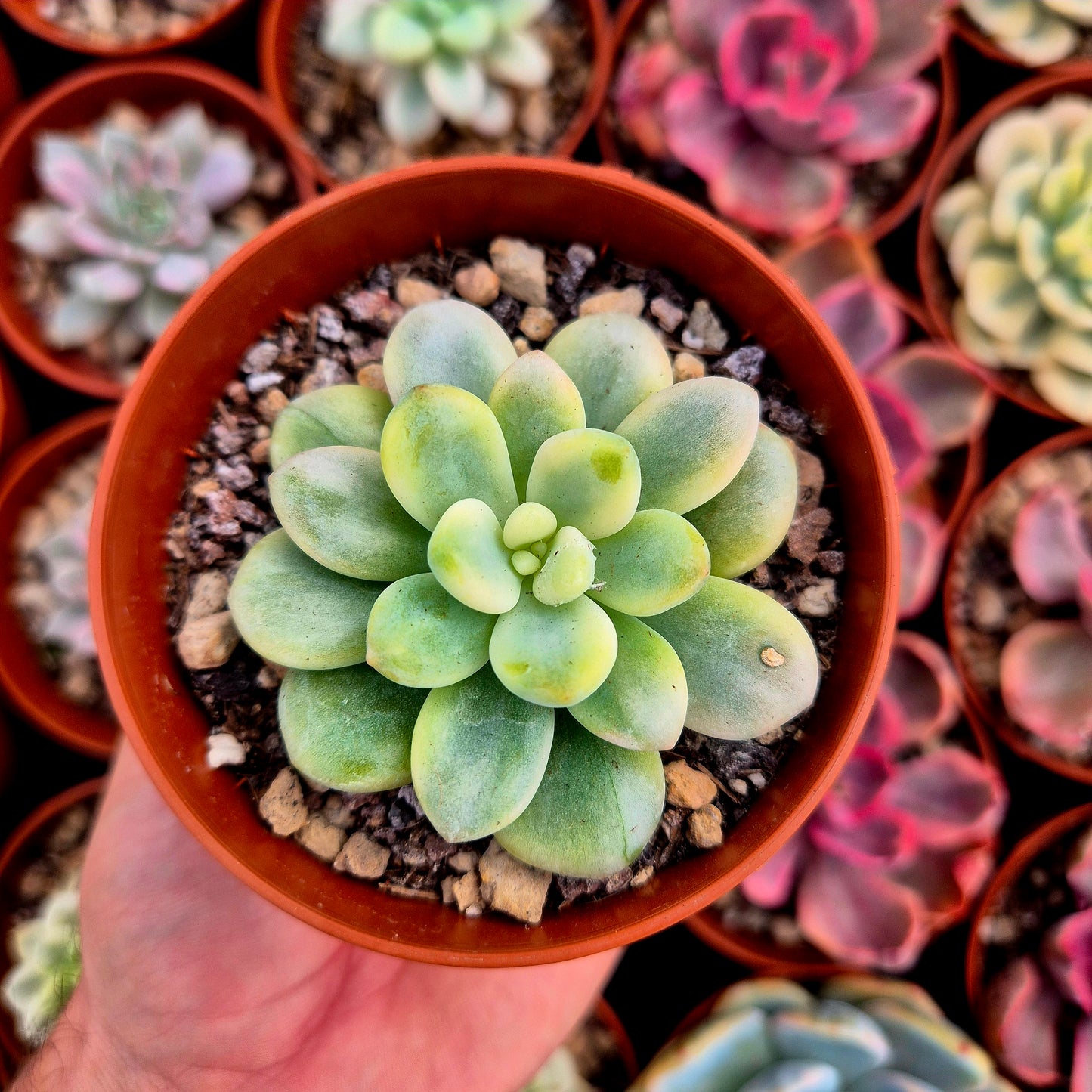 Graptosedum "Luoshen" variegato