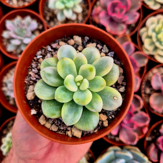 Graptosedum "Luoshen" variegato
