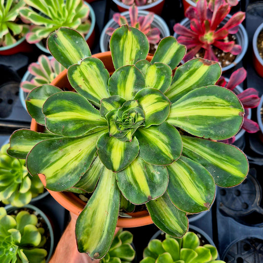 Aeonium "Zeus" middle