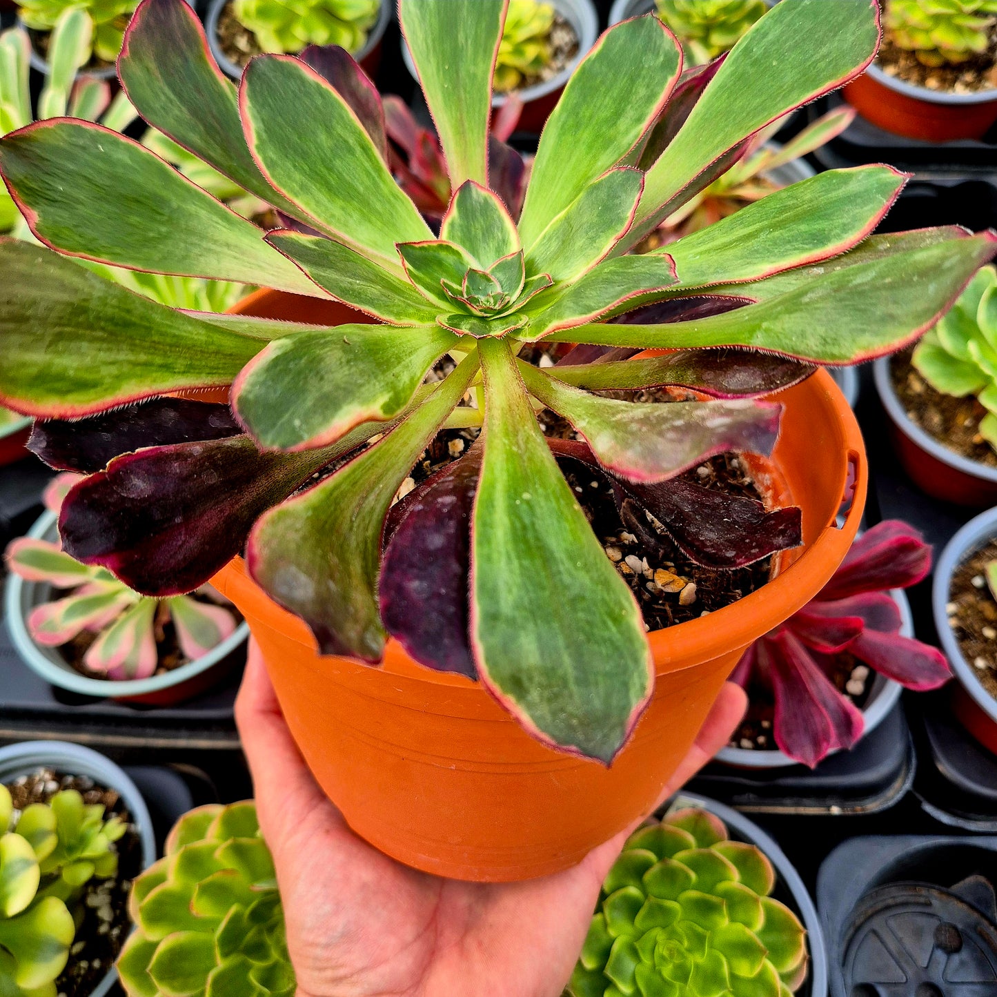 Aeonium "Voodoo Purple Flame" variegado