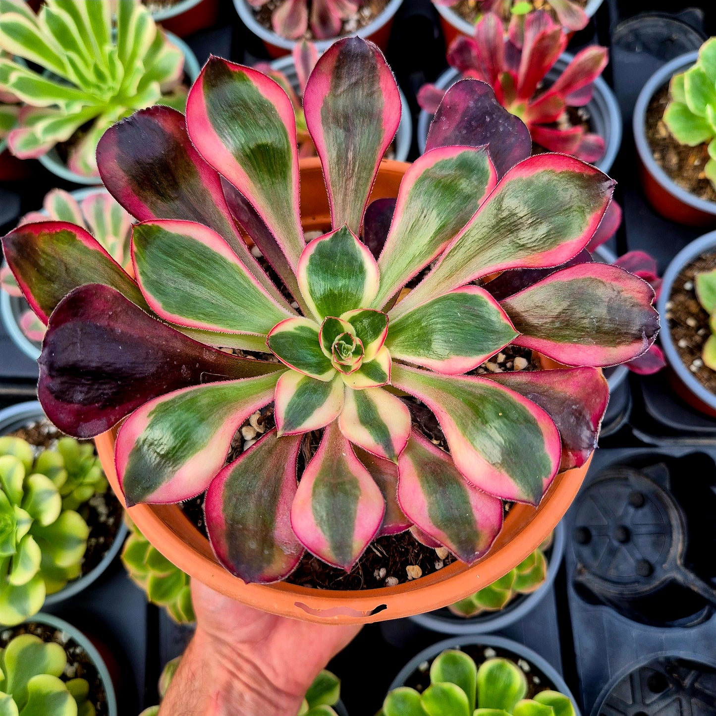 Aeonium "Voodoo White" variegado