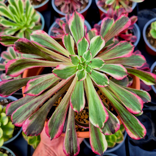 Aeonium "Straight Flush" variegado