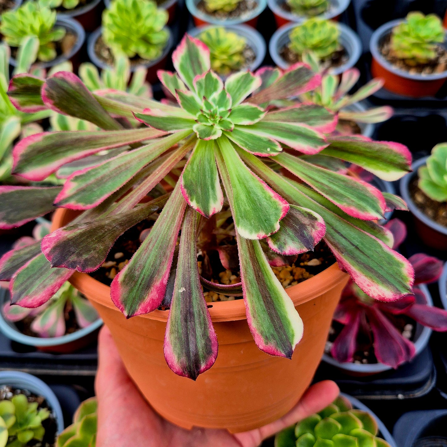 Aeonium "Straight Flush" variegado