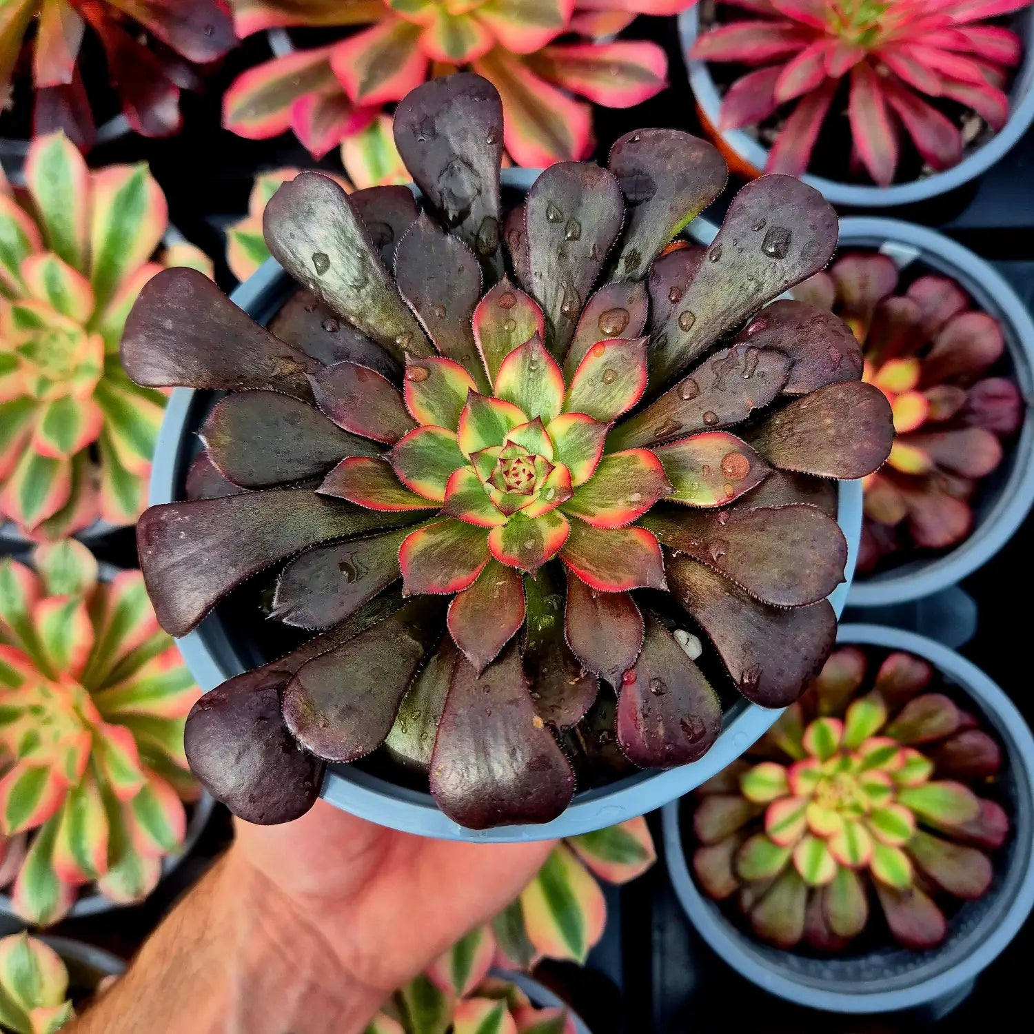 Primer plano de una suculenta variegada tipo Aeonium con roseta compacta y tonos verdes, rojos y púrpuras, mostrando crecimiento lento y estructura equilibrada.