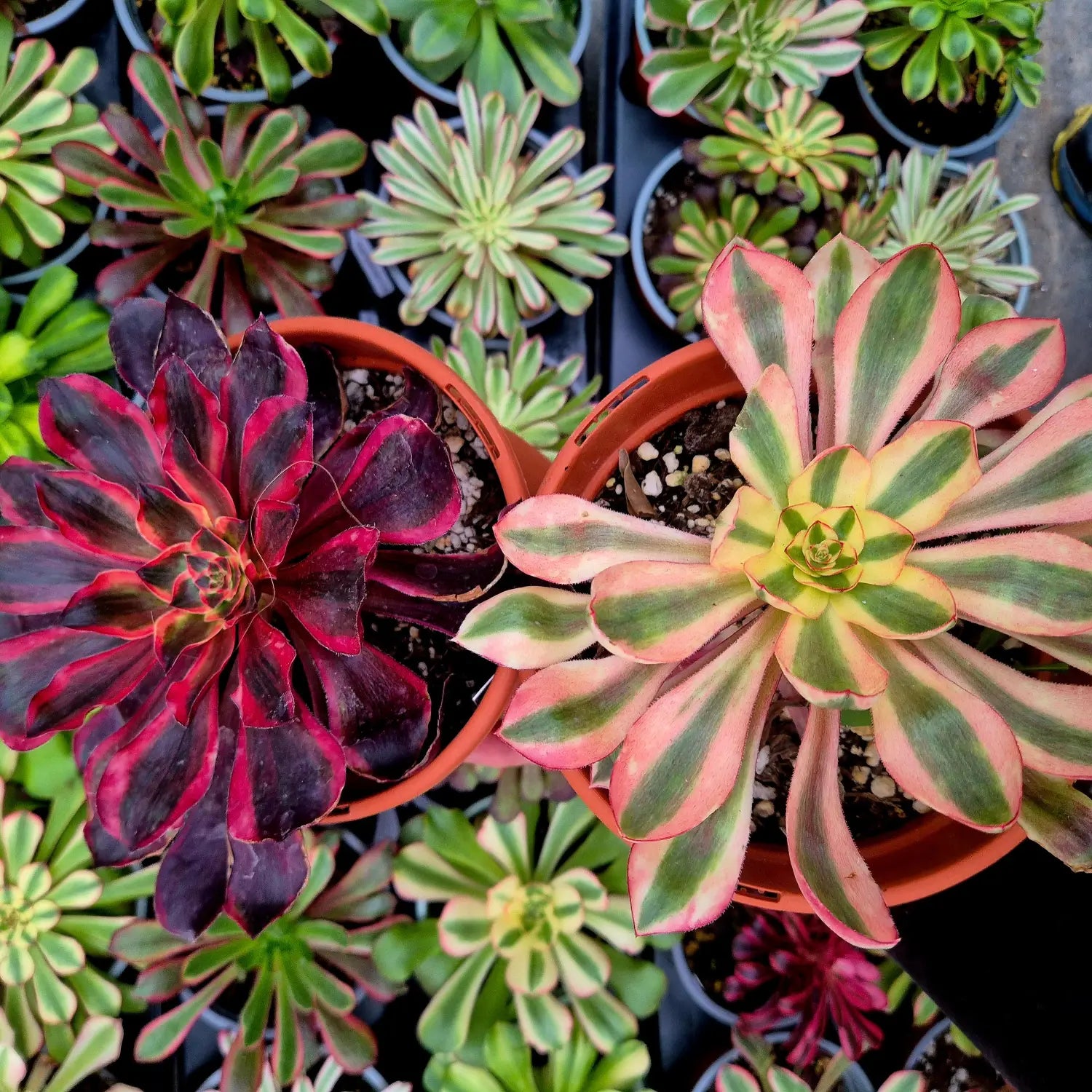 Misma variedad de aeonium con diferentes condiciones de luz y agua