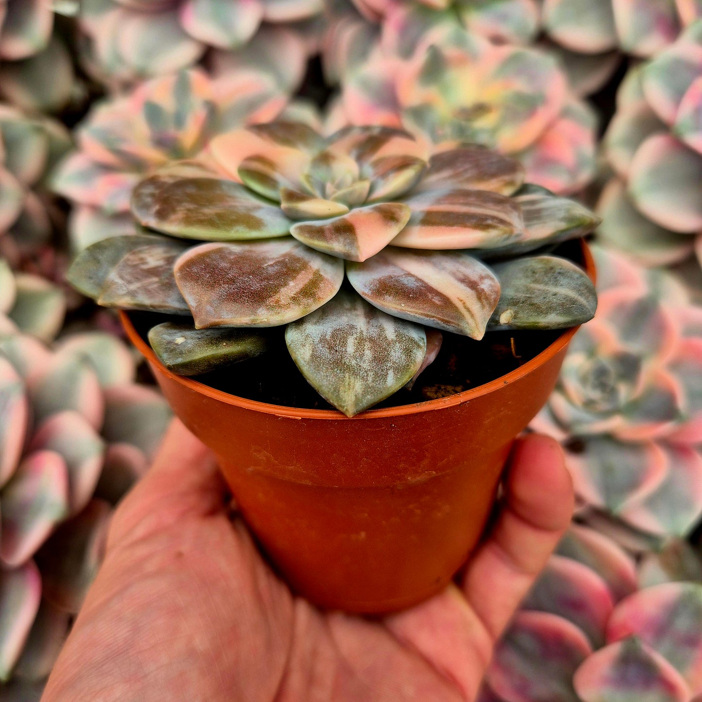 Graptopetalum "Superbum" variegato