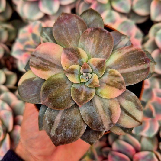 Graptopetalum "Superbum" variegado