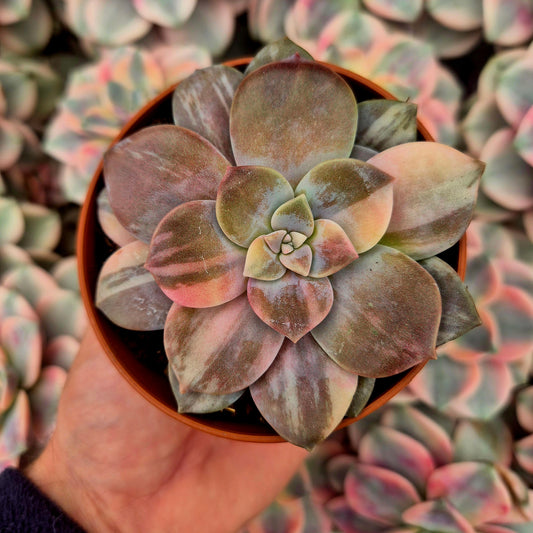 Graptopetalum "Superbum" variegado