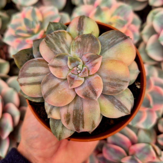 Graptopetalum "Superbum" variegado