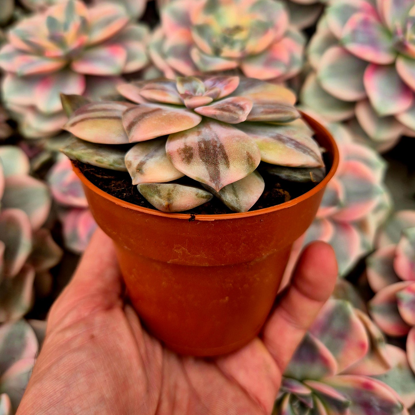 Graptopetalum "Superbum" variegato