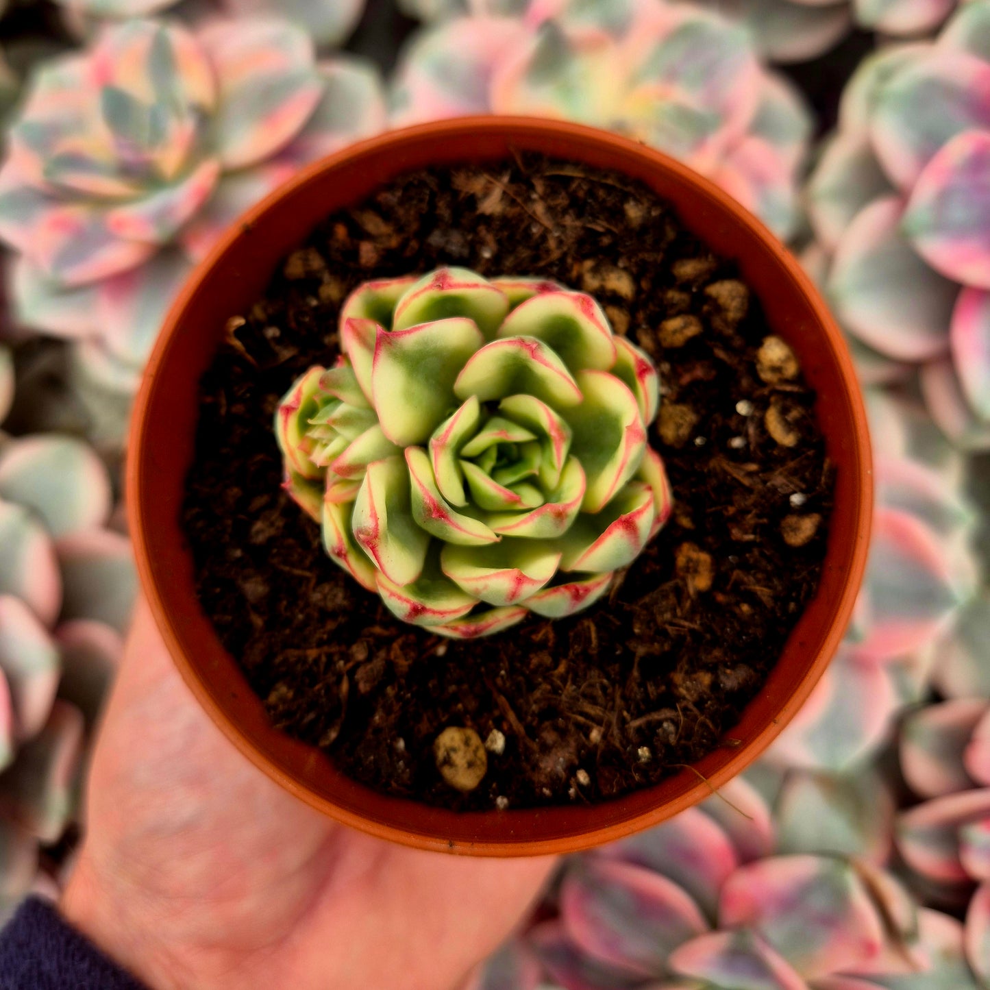 Echeveria "Red Edge" variegada