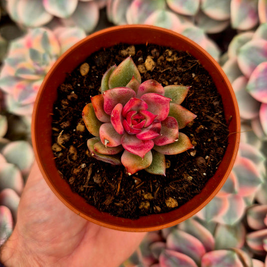 Echeveria "Flaming Mountain" variegada