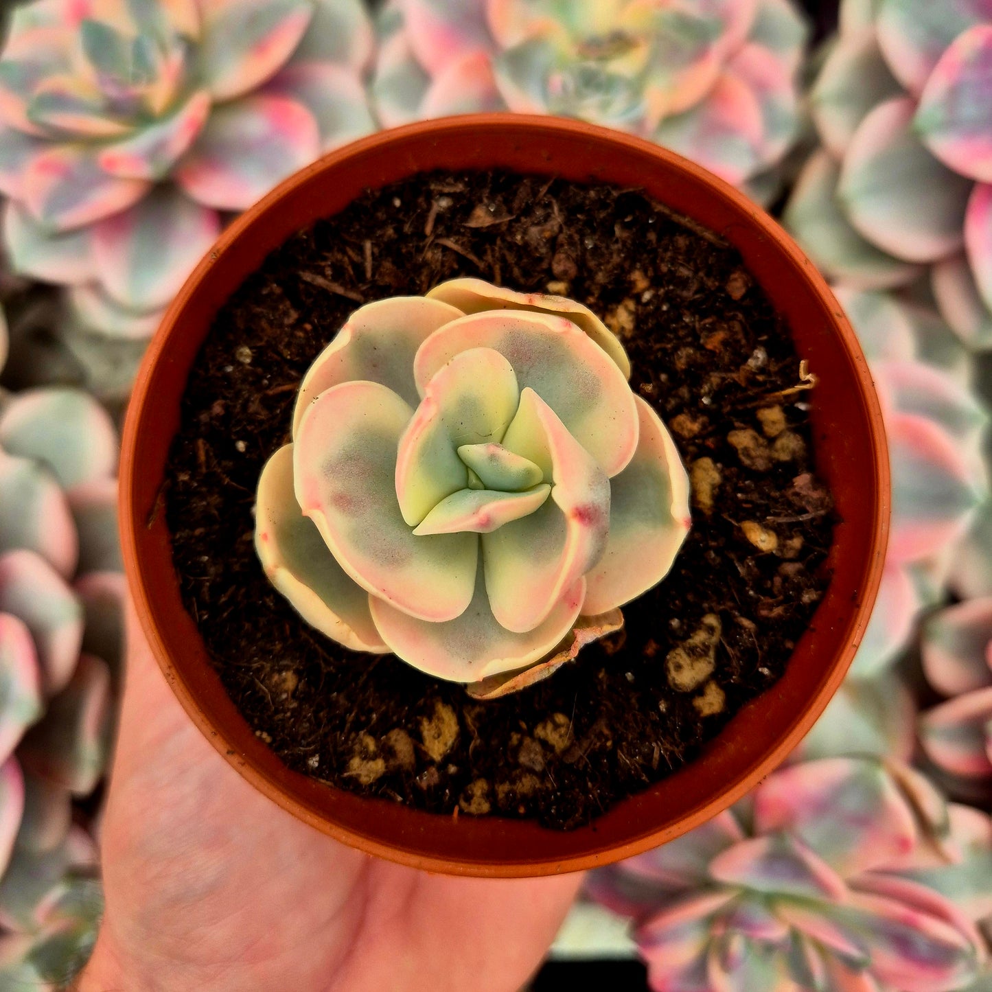Echeveria "White Suyon" variegada