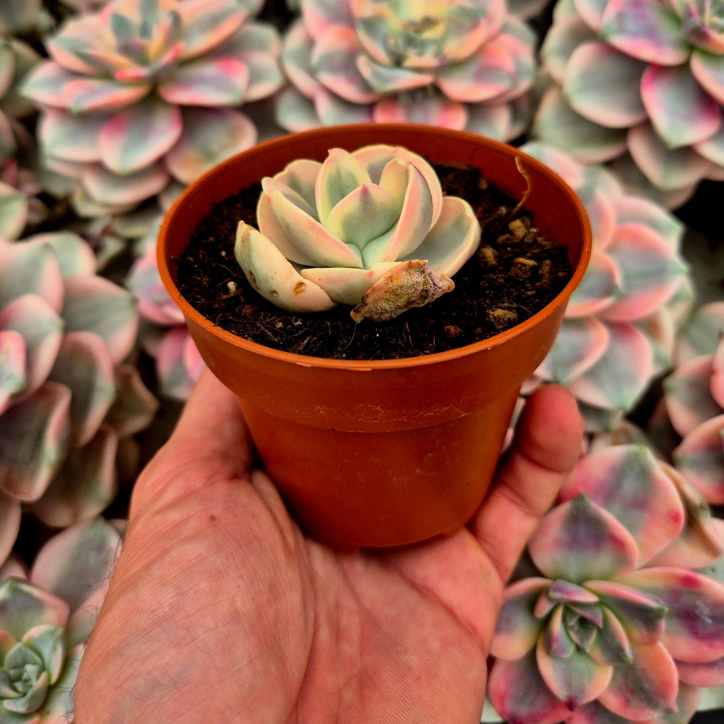 Echeveria "White Suyon" variegada
