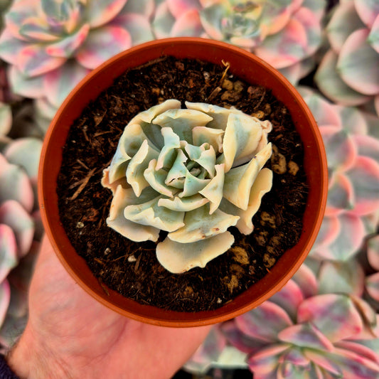 Echeveria "LIberia" variegada