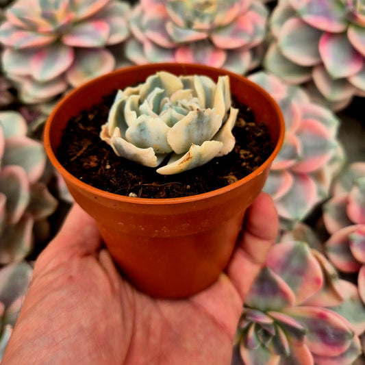 Echeveria "LIberia" variegada