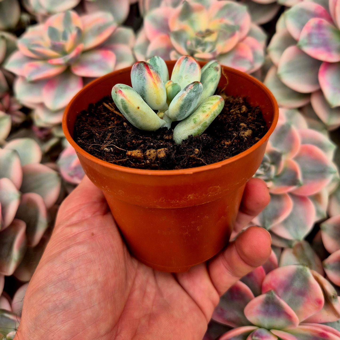 Cotyledon orbiculata var oophila variegado