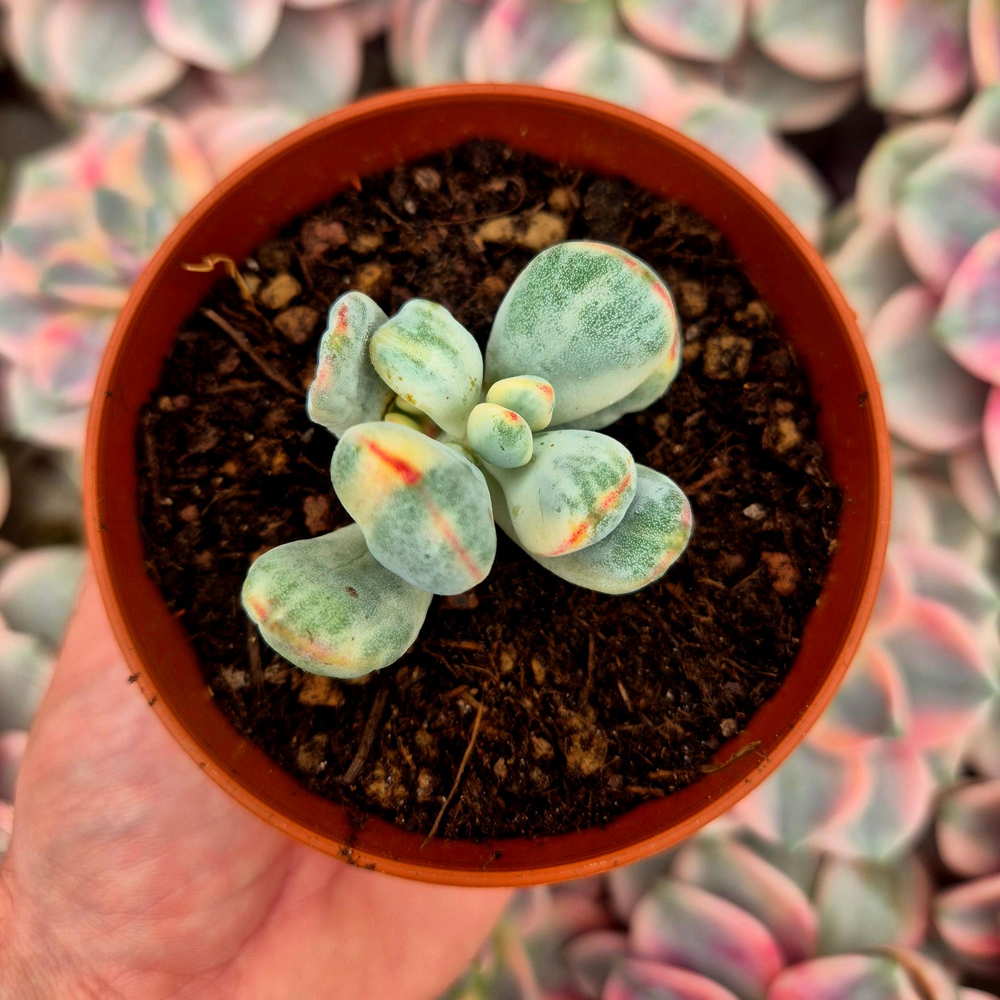 Cotyledon orbiculata var oophila variegado