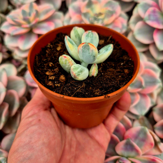 Cotyledon orbiculata var oophila variegado
