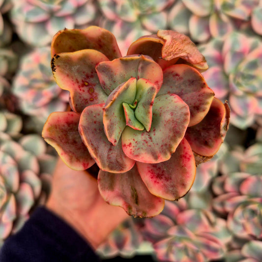 Echeveria "Xixan" variegada