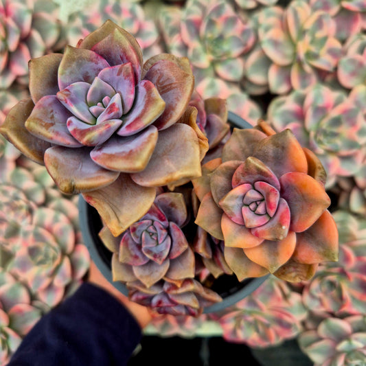 Graptopetalum "Snow White" variegado