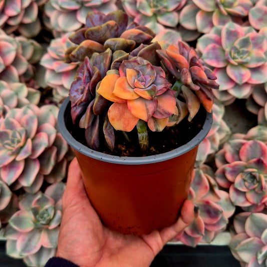 Graptopetalum "Snow White" variegado