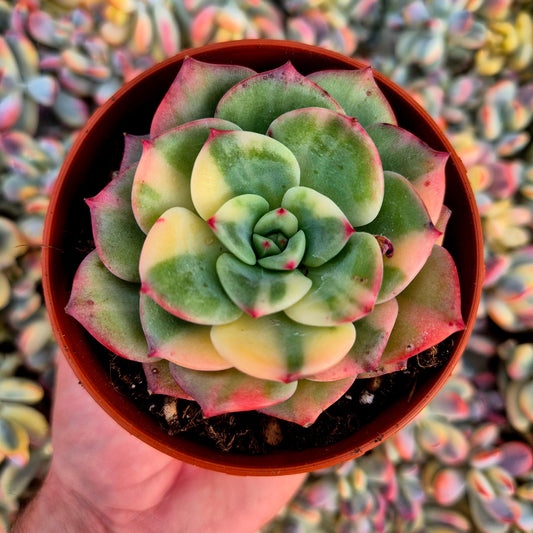 Echeveria "Salmon" variegada