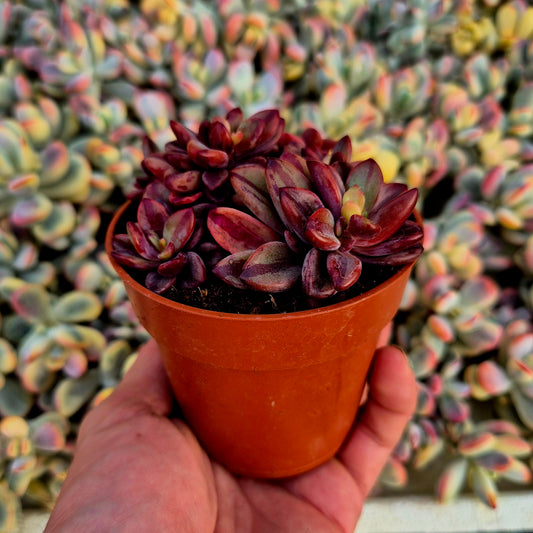 Echeveria "Rezry" variegada