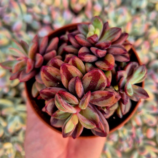 Echeveria "Rezry" variegada